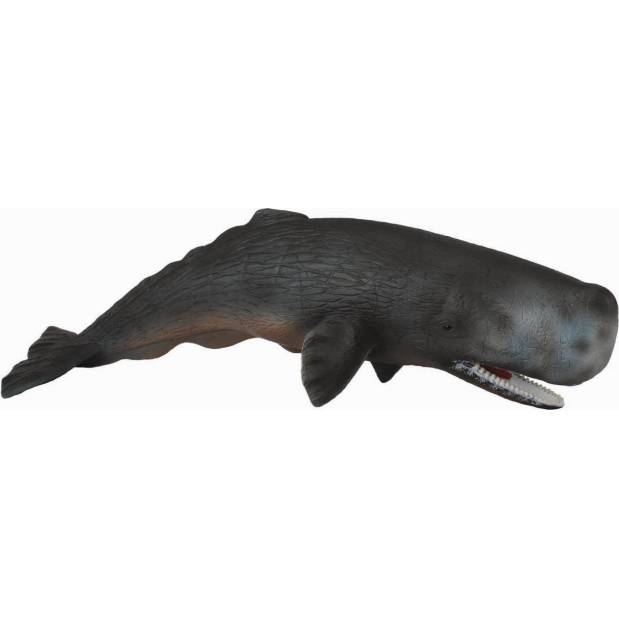 Vorvaň obrovský M1188391 Collecta