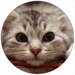 Jedlý papír ležící koťátko 19,5 cm