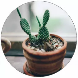 Jedlý papír kaktus 19,5 cm