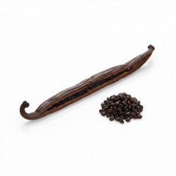 Vanilkový lusk Bourbon – Gourmet / Grade A (18 cm +) 1ks - Vanilla Ocean