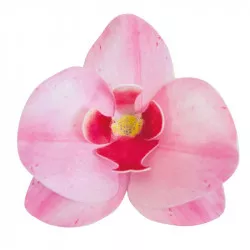 Jedlé orchideje růžové 10 ks 8,5–7,5 cm - Dekora