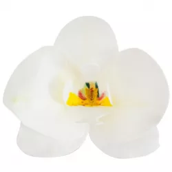 Jedlé orchideje bílé 10 ks 8,5–7,5 cm - Dekora