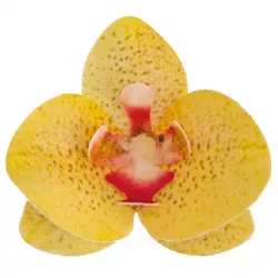 Jedlé orchideje žluté 10 ks 8,5–7,5 cm - Dekora