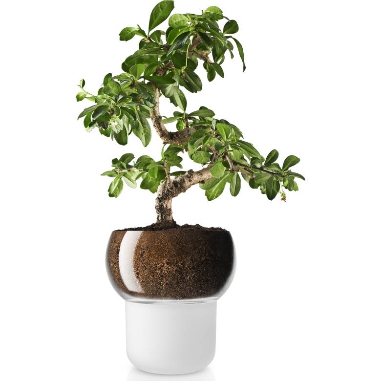 Samozavlažovací skleněný květináč na orchidej průměr 13cm, 568148 eva solo