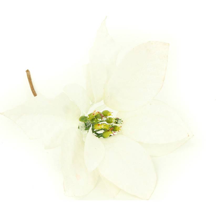 Květina umělá vazbová. Vánoční růže, poinsécie , barva bílá zasněžená VK-1224 Art